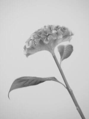 リラ(Lilas) 2025年秋ウィメンズコレクション  - 写真20