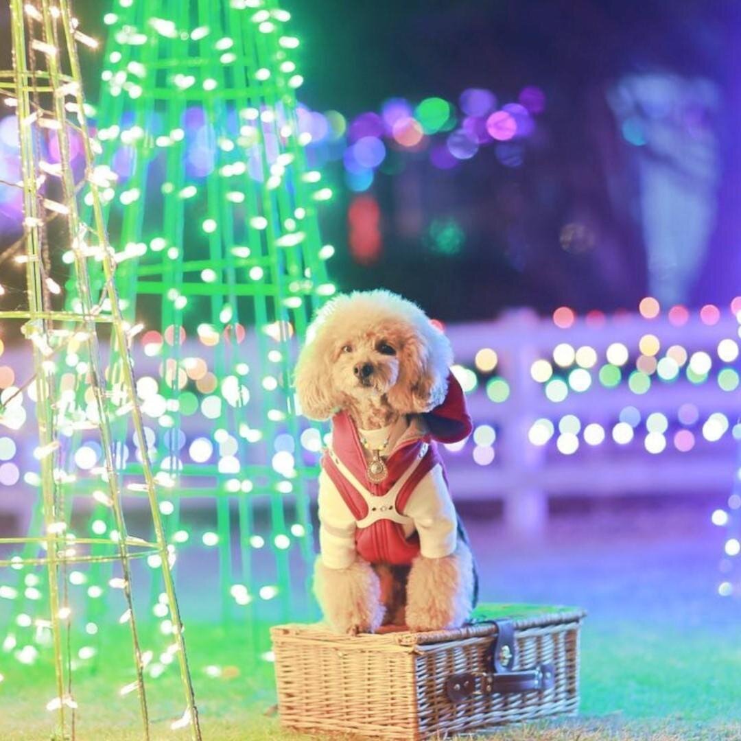 静岡・伊豆最大級のイルミネーション、洋館に映る大迫力プロジェクションマッピング＆虹色に輝く滝｜写真7