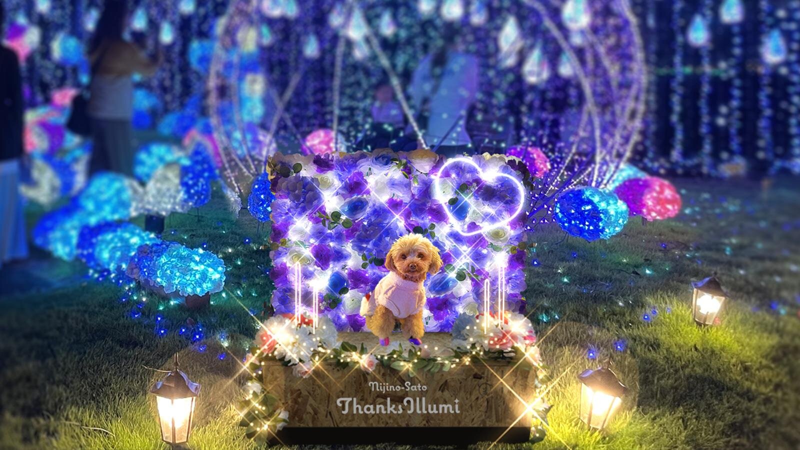 静岡・伊豆最大級のイルミネーション、洋館に映る大迫力プロジェクションマッピング＆虹色に輝く滝｜写真12