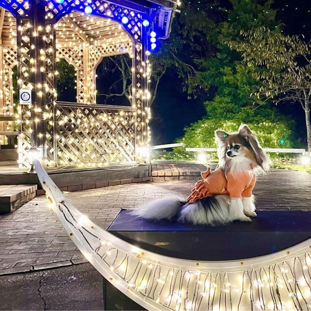 静岡・伊豆最大級のイルミネーション、洋館に映る大迫力プロジェクションマッピング＆虹色に輝く滝｜写真6