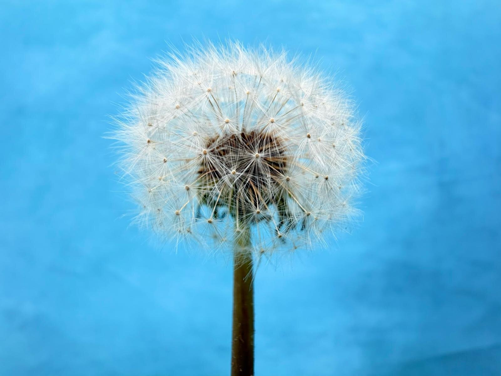 アップル「iPhone 17」ラベンダーやセージなど5色、セルフィーを撮りやすい新カメラ搭載｜写真6