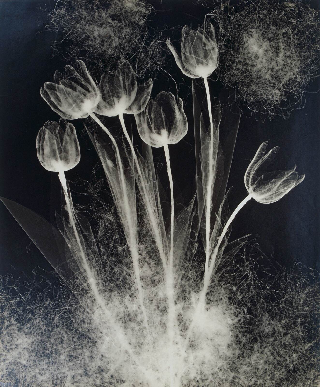 野島康三 《チューリップ》 昭和15年(1940年) ゼラチン・シルバー・プリント 京都国立近代美術館蔵