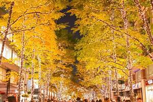 「丸の内イルミネーション 2025」シャンパンゴールド色の光が照らす東京駅前・丸の内仲通り