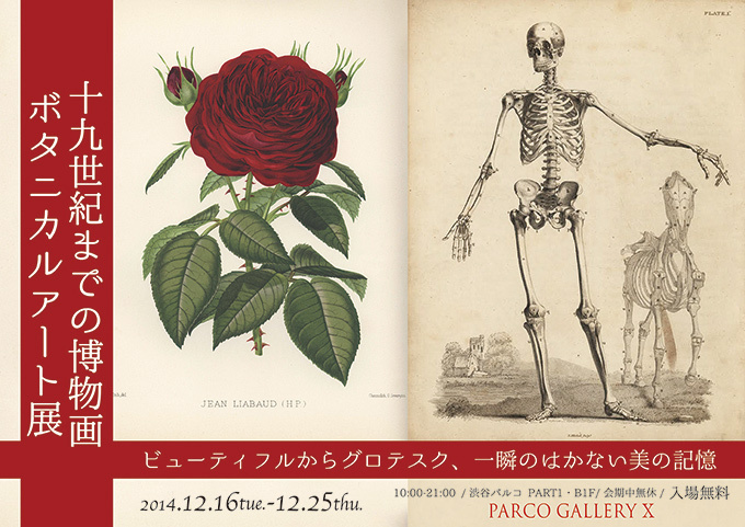渋谷で生と死・植物をテーマにした展覧会 - 解剖書やボタニカルアートなど珍書が集結｜写真7