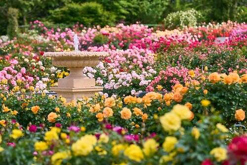 千葉・京成バラ園で「不思議の国のアリス」着想の秋イベント、ヴァンパイアのお茶会も