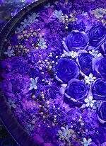 あしかがフラワーパーク2025年イルミネーション、“光と香りに包まれる”大藤や輝くバラ園｜写真14