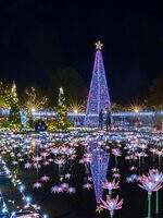 あしかがフラワーパーク2025年イルミネーション、“光と香りに包まれる”大藤や輝くバラ園｜写真15