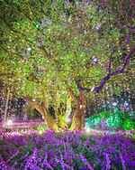 あしかがフラワーパーク2025年イルミネーション、“光と香りに包まれる”大藤や輝くバラ園｜写真3