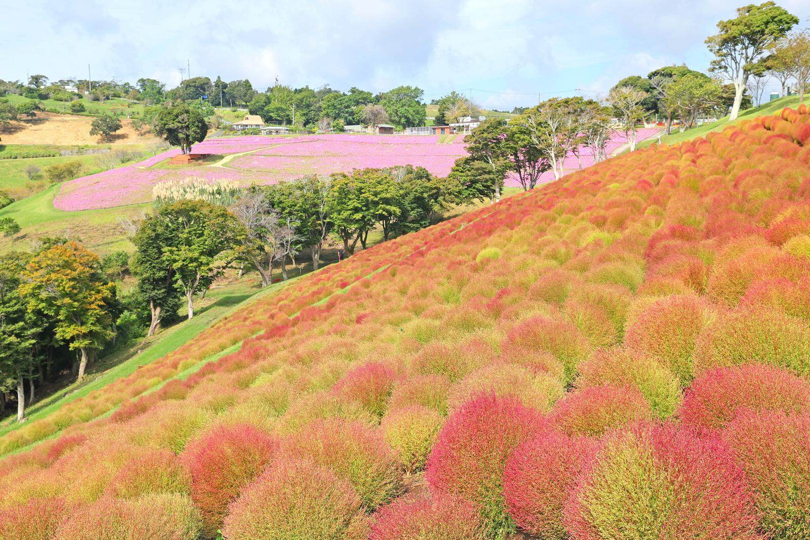 千葉・マザー牧場のコキアが紅葉、“約8,000株のコキア”が真っ赤に色づく秋景色