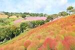 千葉・マザー牧場のコキアが紅葉、“約8,000株のコキア”が真っ赤に色づく秋景色｜写真1