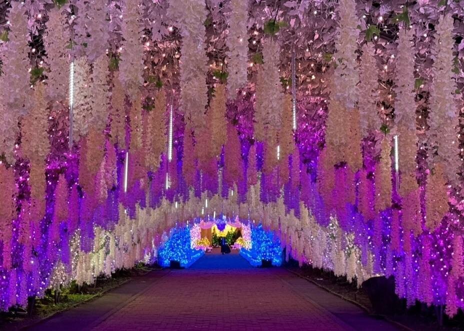 御殿場高原 時之栖25年イルミネーション「ひかりのすみか」富士山ツリーや約300mの"光のトンネル”｜写真5