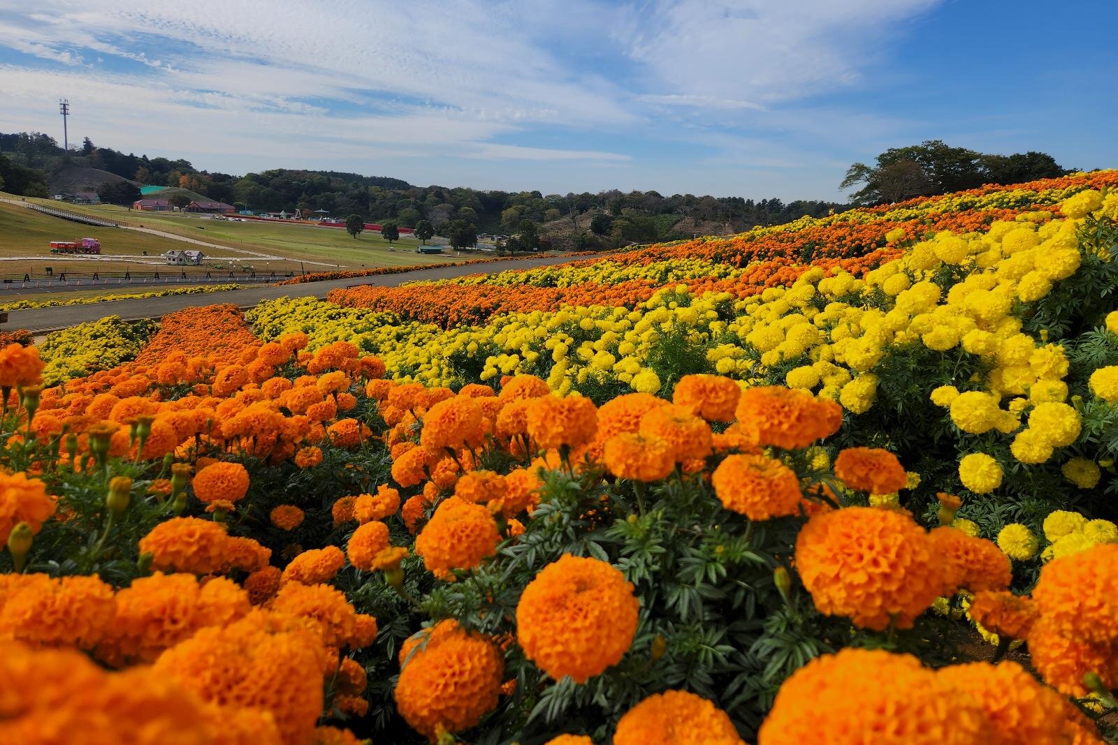 東京ドイツ村“約11万株が咲く”日本一のマリーゴールド畑、大輪の花が彩るオレンジ＆黄色の絶景