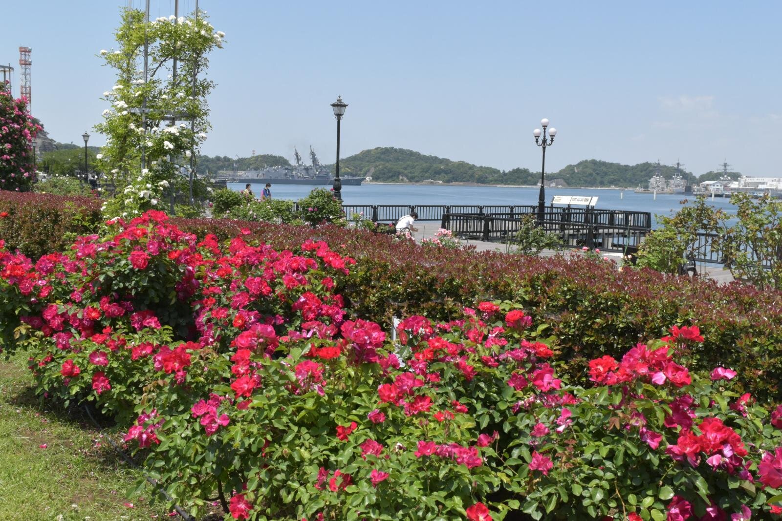 神奈川・横須賀市ヴェルニー公園「秋のローズフェスタ」約1,300株の“秋バラ”が海を望む庭園に｜写真1
