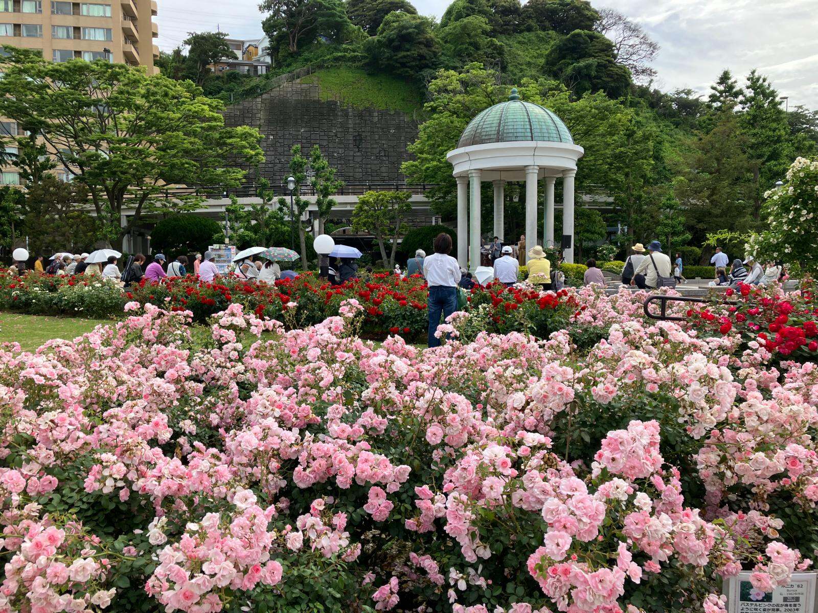 神奈川・横須賀市ヴェルニー公園「秋のローズフェスタ」約1,300株の“秋バラ”が海を望む庭園に｜写真13