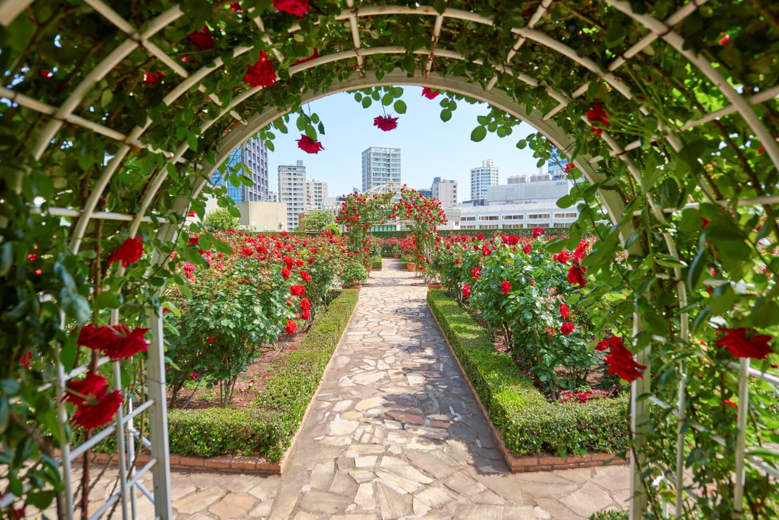 ホテルニューオータニ(東京)レッドローズガーデン、3万輪のバラ咲く"秘密の花園"でアフタヌーンティー｜写真1