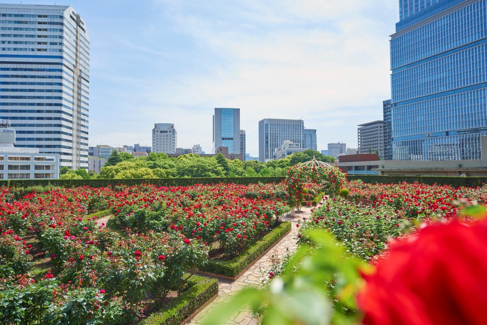 ホテルニューオータニ(東京)レッドローズガーデン、3万輪のバラ咲く"秘密の花園"でアフタヌーンティー｜写真4