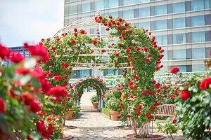 ホテルニューオータニ(東京)レッドローズガーデン、3万輪のバラ咲く"秘密の花園"でアフタヌーンティー