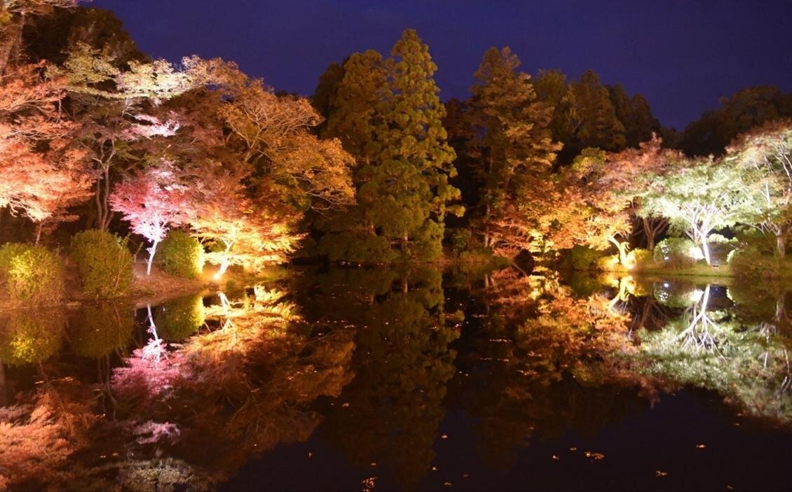 京都府立植物園のアートイベント「ライトサイクル京都」秋の紅葉ライトアップや光ファイバー演出｜写真2