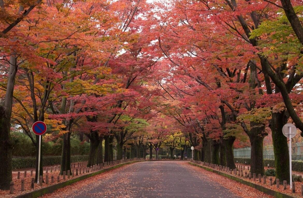 京都府立植物園のアートイベント「ライトサイクル京都」秋の紅葉ライトアップや光ファイバー演出｜写真4