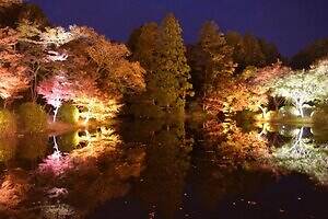 京都府立植物園のアートイベント「ライトサイクル京都」秋の紅葉ライトアップや光ファイバー演出