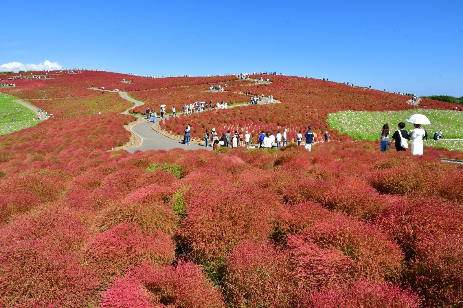 国営ひたち海浜公園で約4万本の“コキア”が紅葉、赤・白・ピンクのコスモスとの競演も