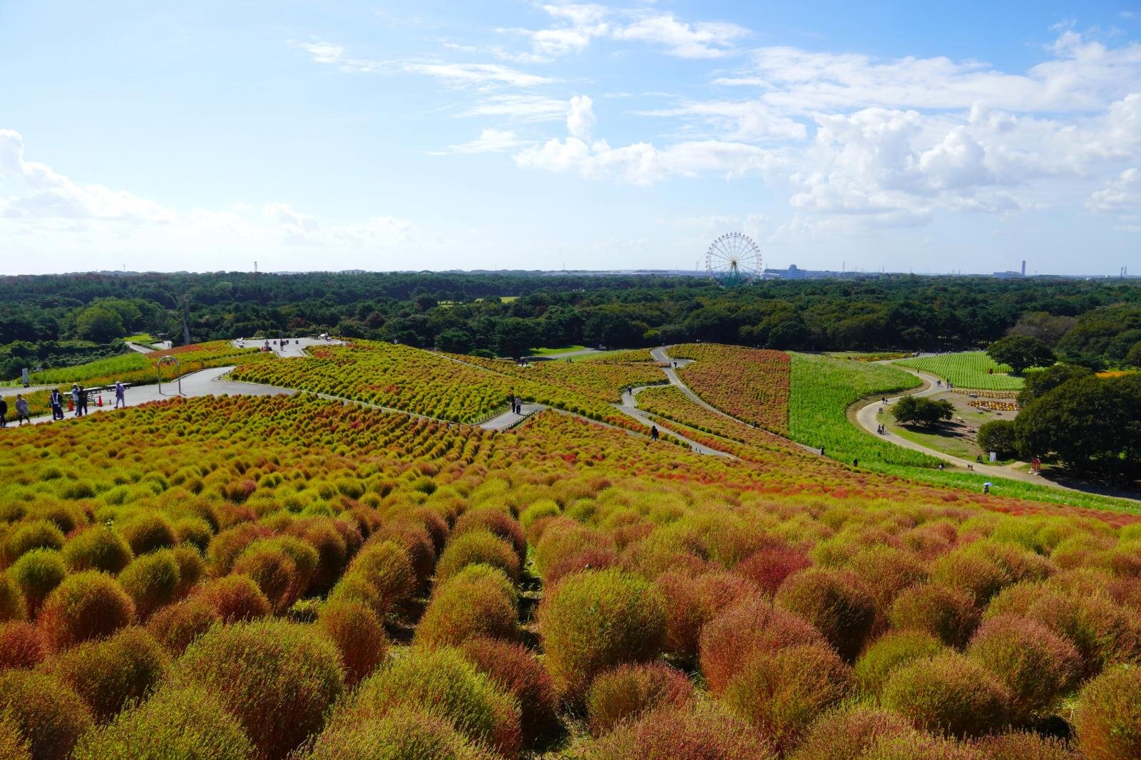国営ひたち海浜公園で約4万本の“コキア”が紅葉、赤・白・ピンクのコスモスとの競演も｜写真3