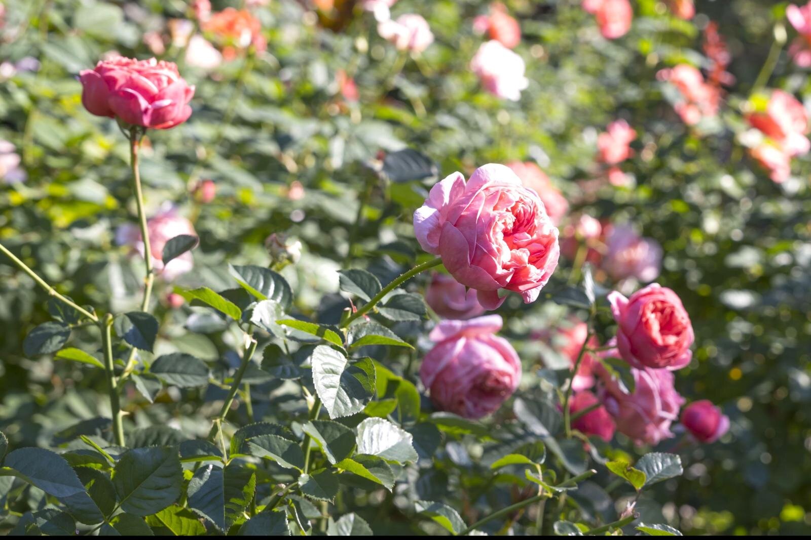 野外イベント｜練馬区立 四季の香ローズガーデンで“秋バラ”フェスティバル、ピンクのローズソフトも