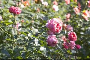 練馬区立 四季の香ローズガーデンで“秋バラ”フェスティバル、ピンクのローズソフトも