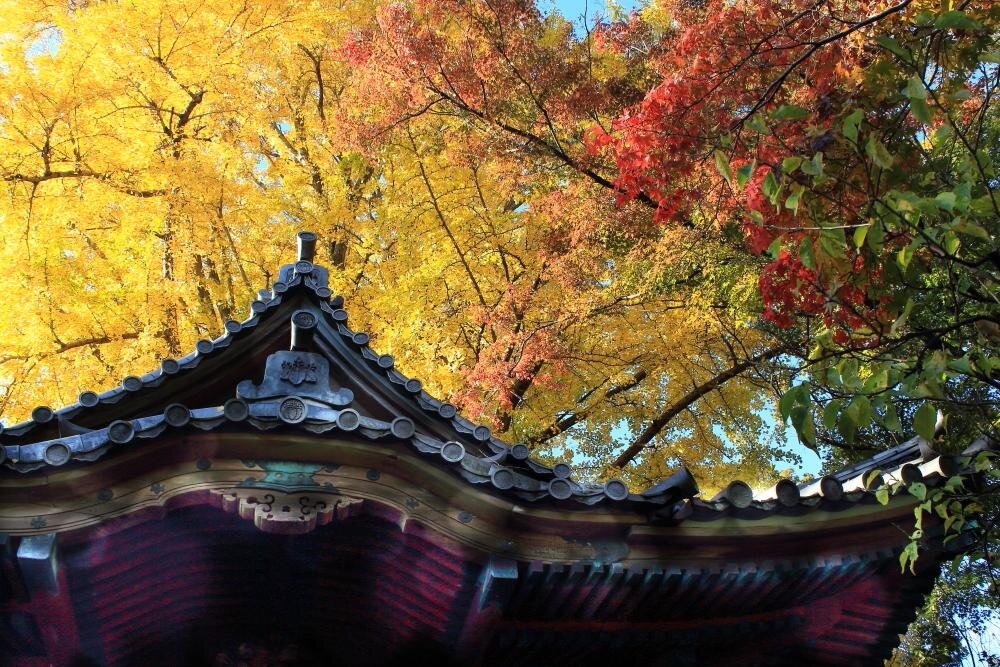 横浜・三溪園”紅葉の名所”聴秋閣の古建築×庭園、イチョウやモミジが輝く遊歩道｜写真2