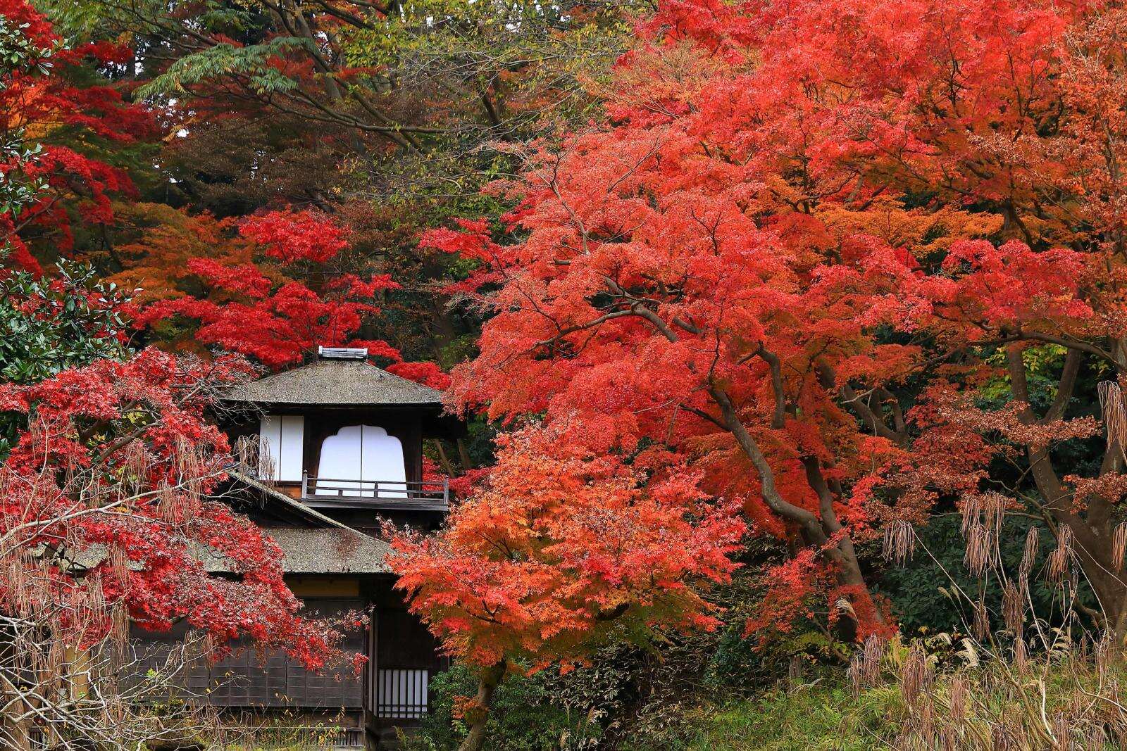 横浜・三溪園”紅葉の名所”聴秋閣の古建築×庭園、イチョウやモミジが輝く遊歩道
