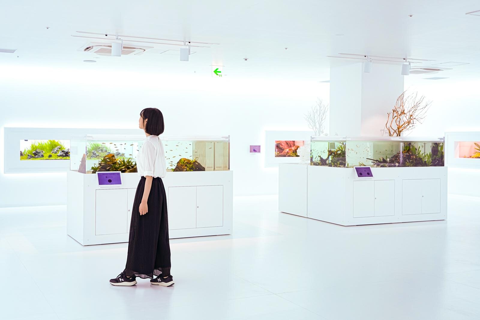 「広島もとまち水族館」空間演出による没入型アクアリウム、神秘のクラゲ水槽やチンアナゴスイーツ｜写真28