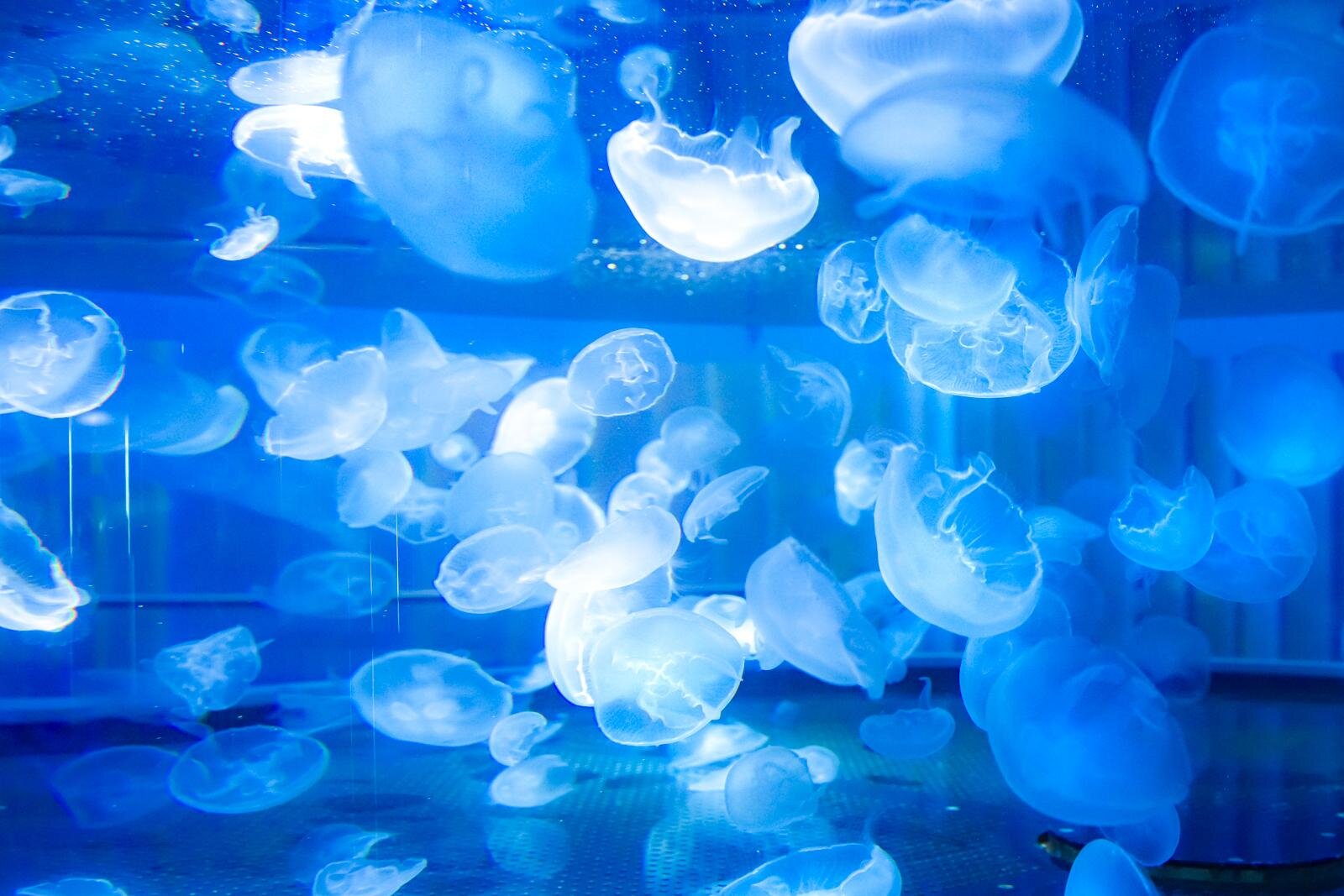 「広島もとまち水族館」空間演出による没入型アクアリウム、神秘のクラゲ水槽やチンアナゴスイーツ｜写真22