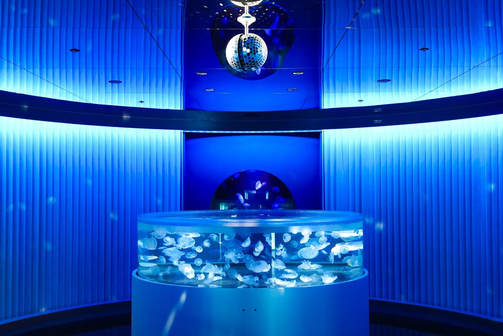 「広島もとまち水族館」空間演出による没入型アクアリウム、神秘のクラゲ水槽やチンアナゴスイーツ｜写真18