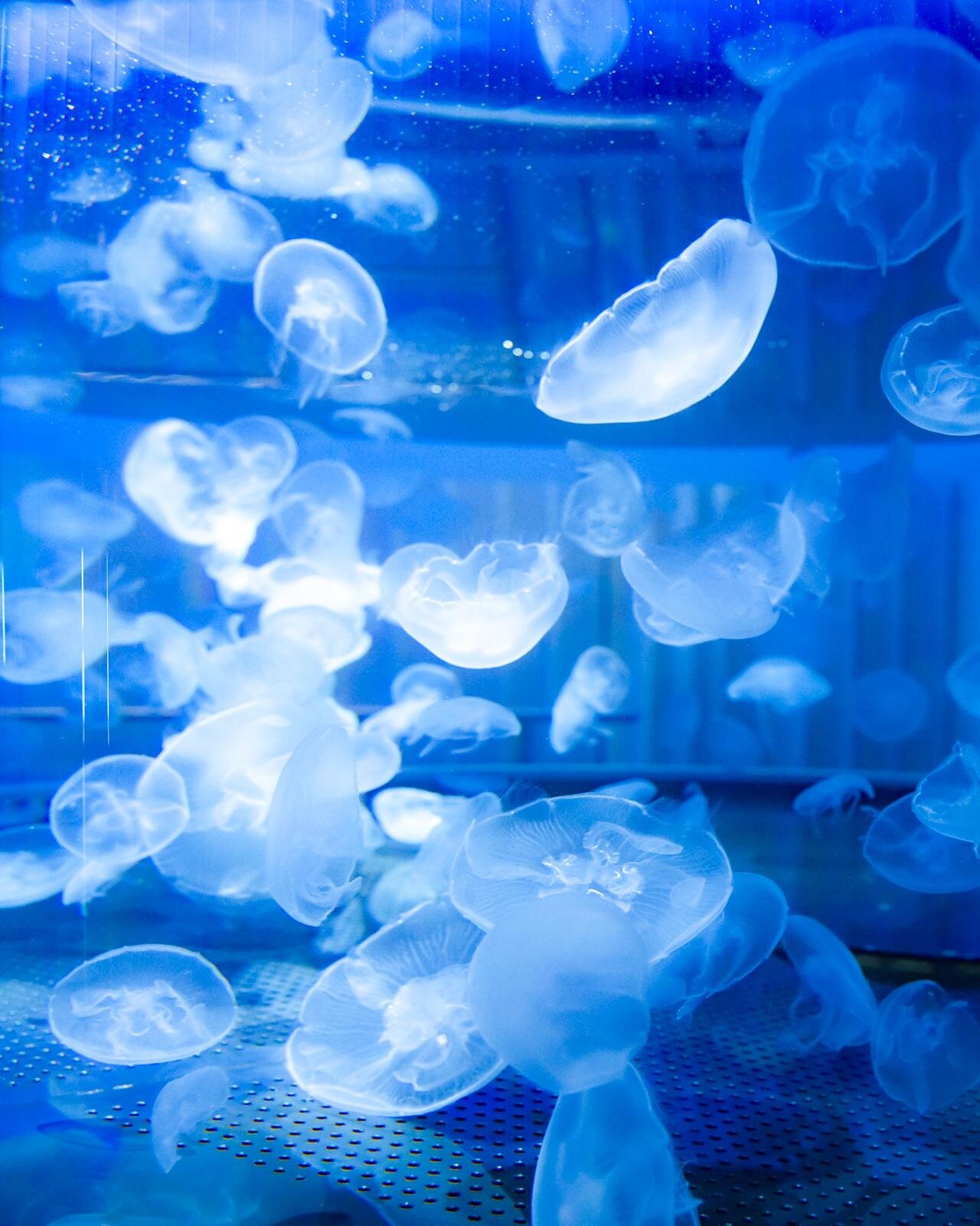 「広島もとまち水族館」空間演出による没入型アクアリウム、神秘のクラゲ水槽やチンアナゴスイーツ｜写真23