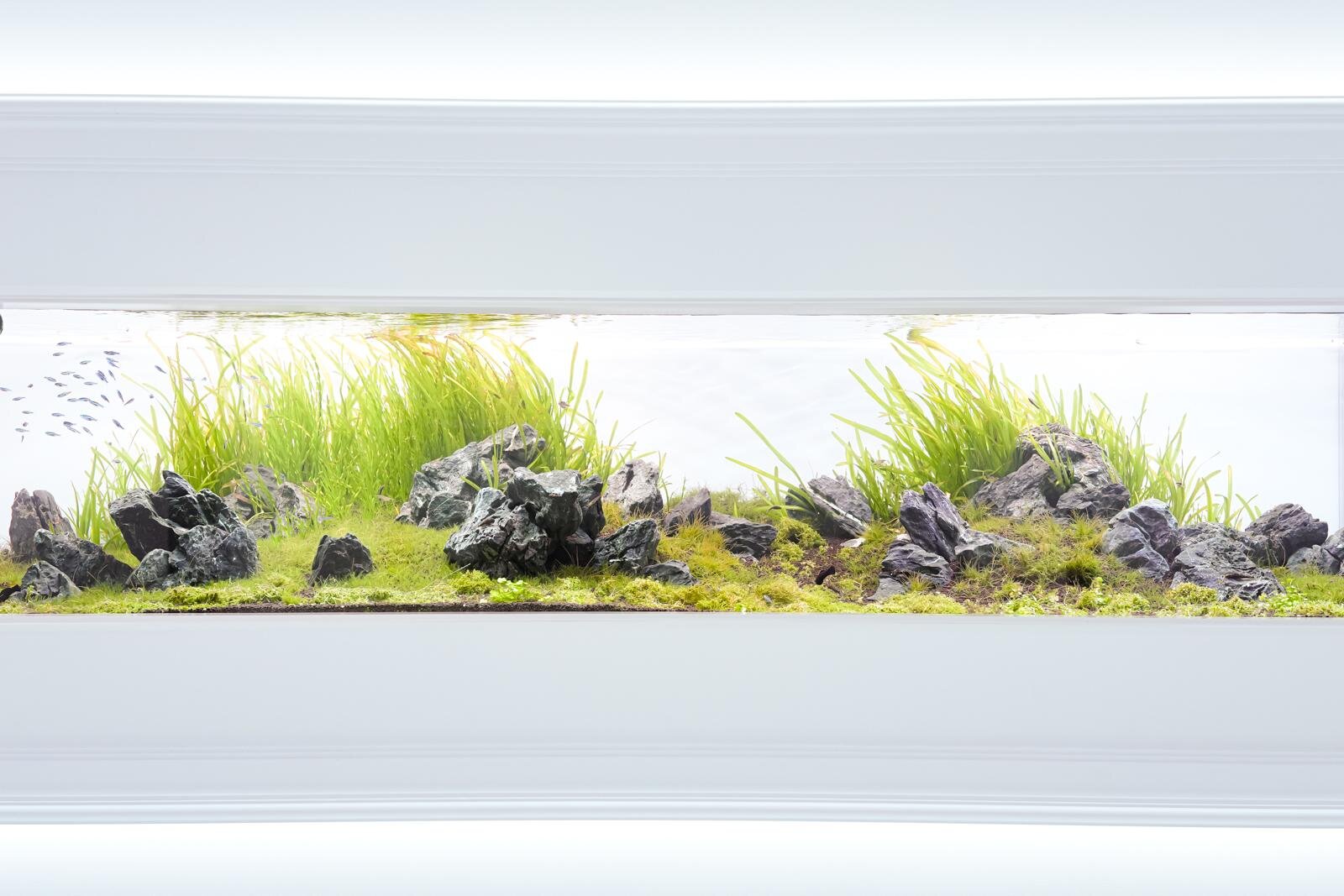 「広島もとまち水族館」空間演出による没入型アクアリウム、神秘のクラゲ水槽やチンアナゴスイーツ｜写真31