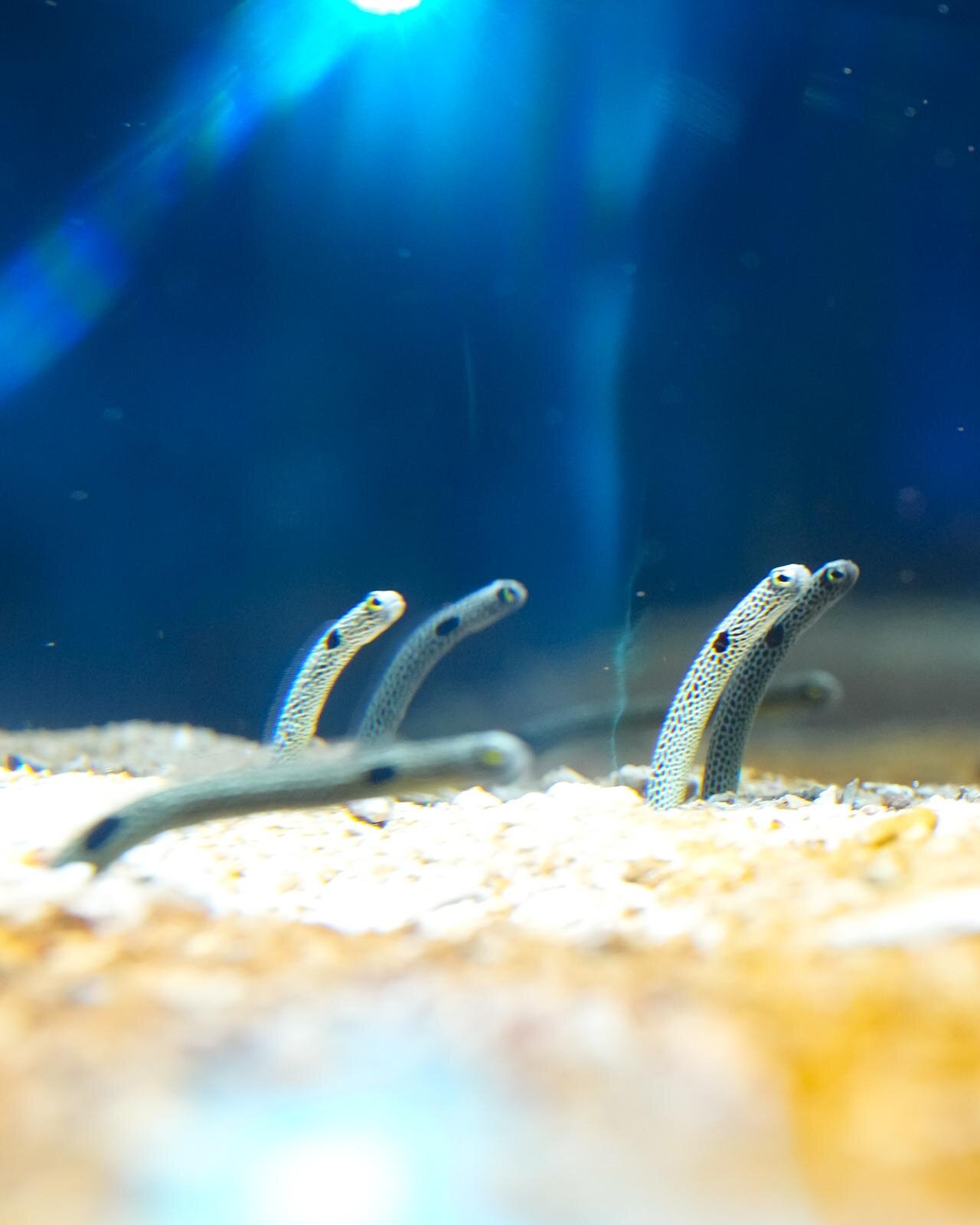 「広島もとまち水族館」空間演出による没入型アクアリウム、神秘のクラゲ水槽やチンアナゴスイーツ｜写真24