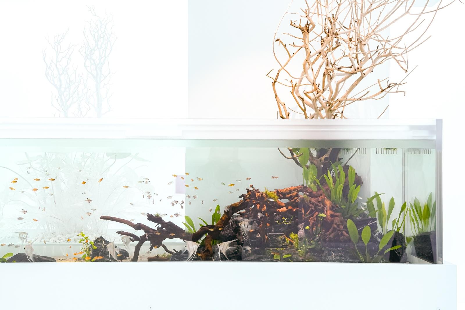 「広島もとまち水族館」空間演出による没入型アクアリウム、神秘のクラゲ水槽やチンアナゴスイーツ｜写真30