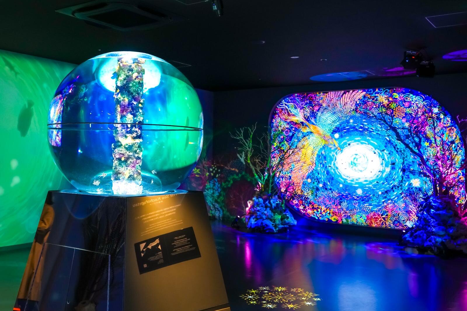 「広島もとまち水族館」空間演出による没入型アクアリウム、神秘のクラゲ水槽やチンアナゴスイーツ｜写真39