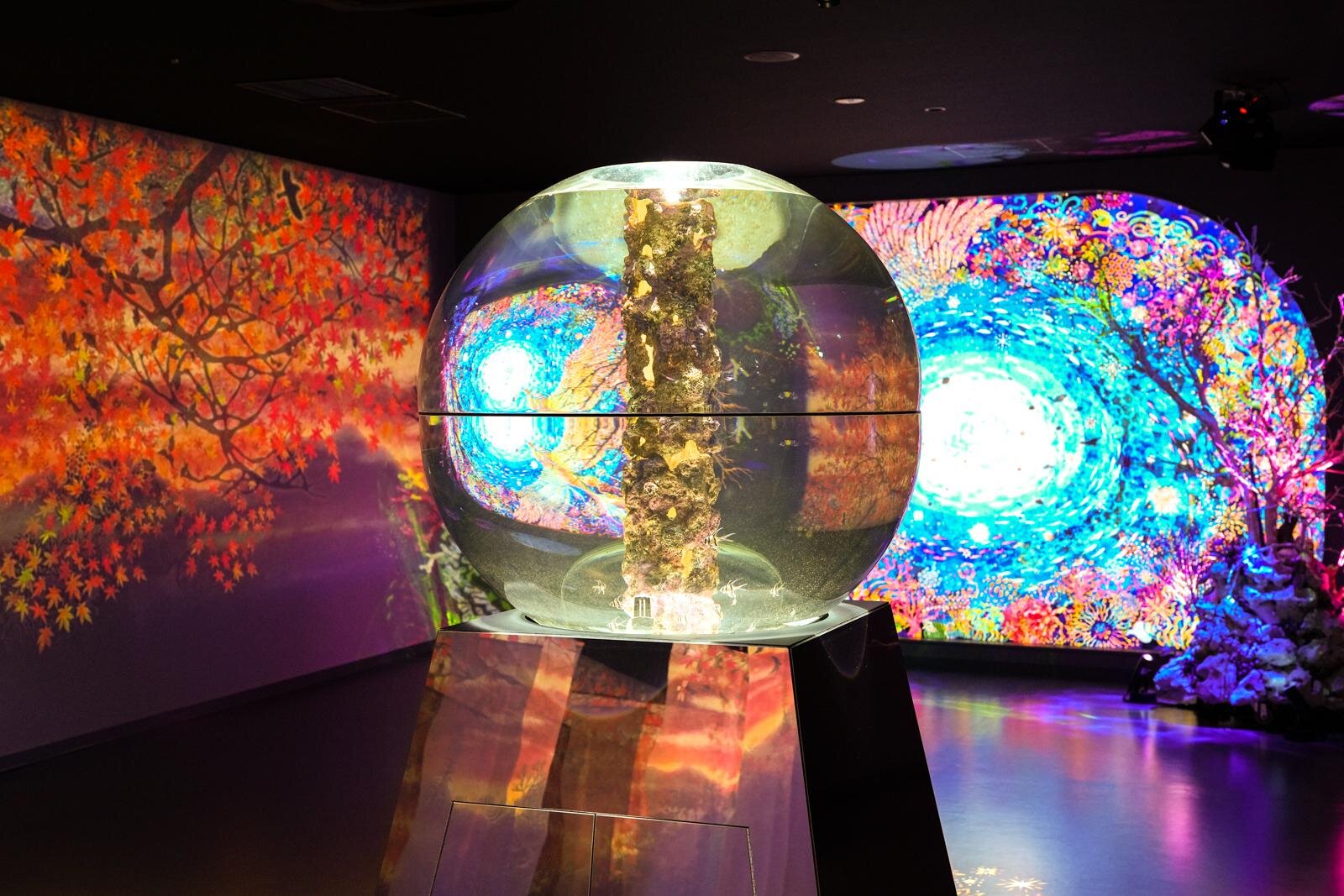 「広島もとまち水族館」空間演出による没入型アクアリウム、神秘のクラゲ水槽やチンアナゴスイーツ｜写真42