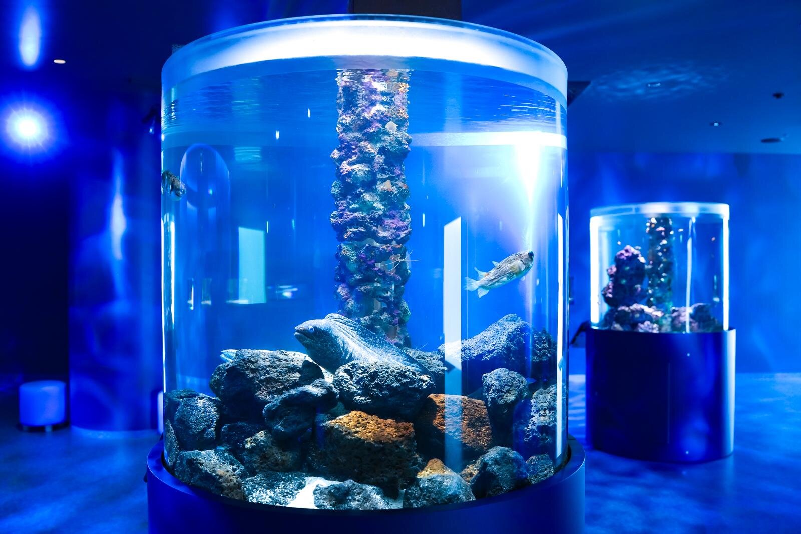 「広島もとまち水族館」空間演出による没入型アクアリウム、神秘のクラゲ水槽やチンアナゴスイーツ｜写真21