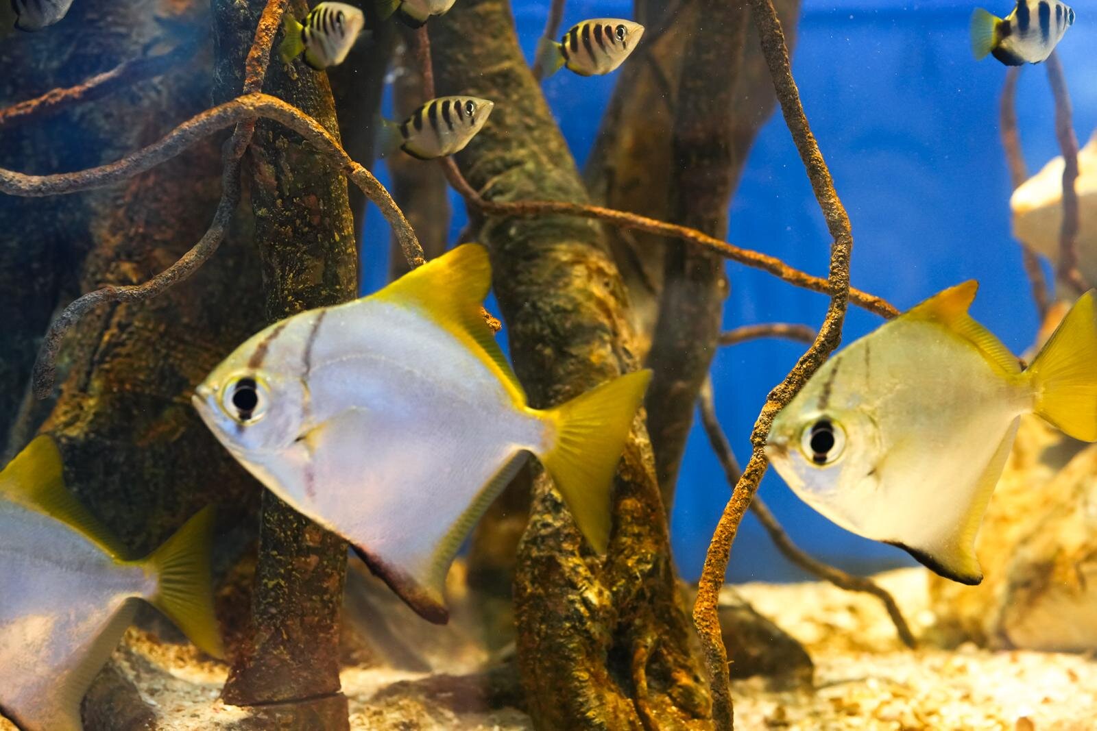 「広島もとまち水族館」空間演出による没入型アクアリウム、神秘のクラゲ水槽やチンアナゴスイーツ｜写真35