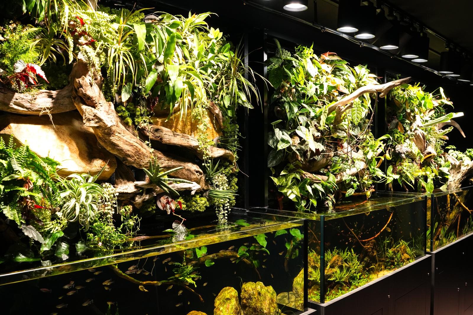 「広島もとまち水族館」空間演出による没入型アクアリウム、神秘のクラゲ水槽やチンアナゴスイーツ｜写真13