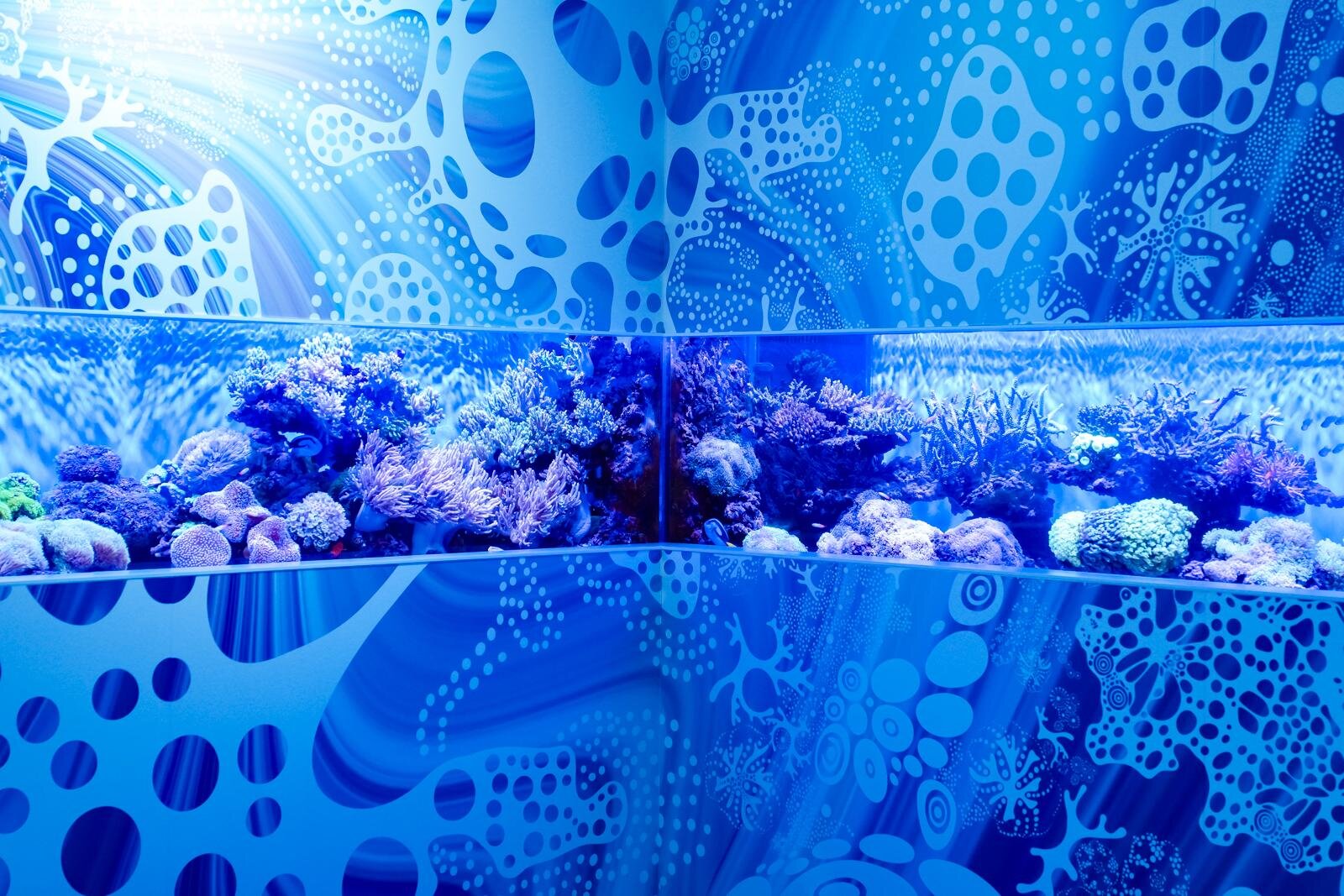 「広島もとまち水族館」空間演出による没入型アクアリウム、神秘のクラゲ水槽やチンアナゴスイーツ｜写真34