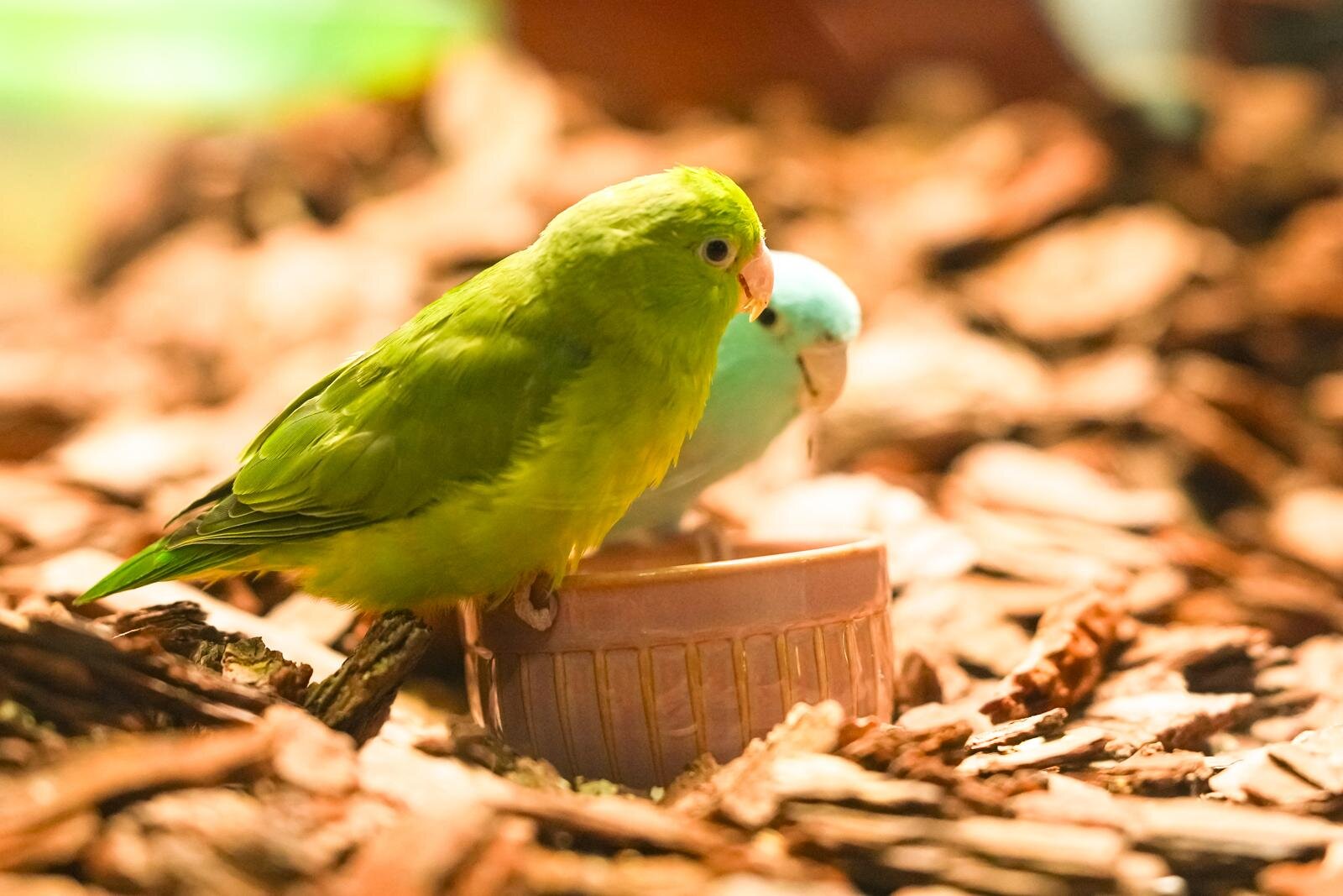 「広島もとまち水族館」空間演出による没入型アクアリウム、神秘のクラゲ水槽やチンアナゴスイーツ｜写真16