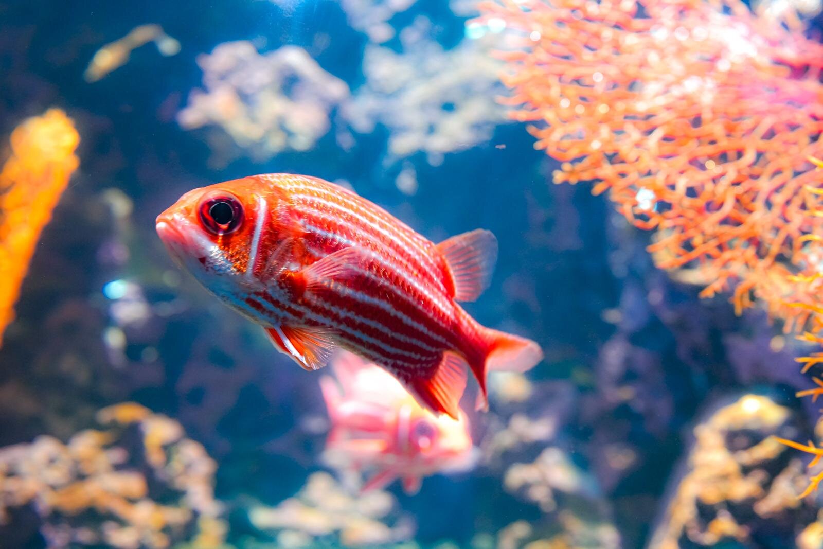 「広島もとまち水族館」空間演出による没入型アクアリウム、神秘のクラゲ水槽やチンアナゴスイーツ｜写真25