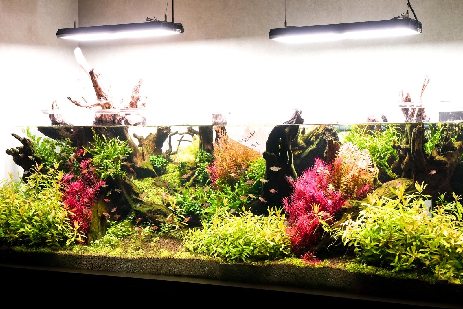 「広島もとまち水族館」空間演出による没入型アクアリウム、神秘のクラゲ水槽やチンアナゴスイーツ｜写真11