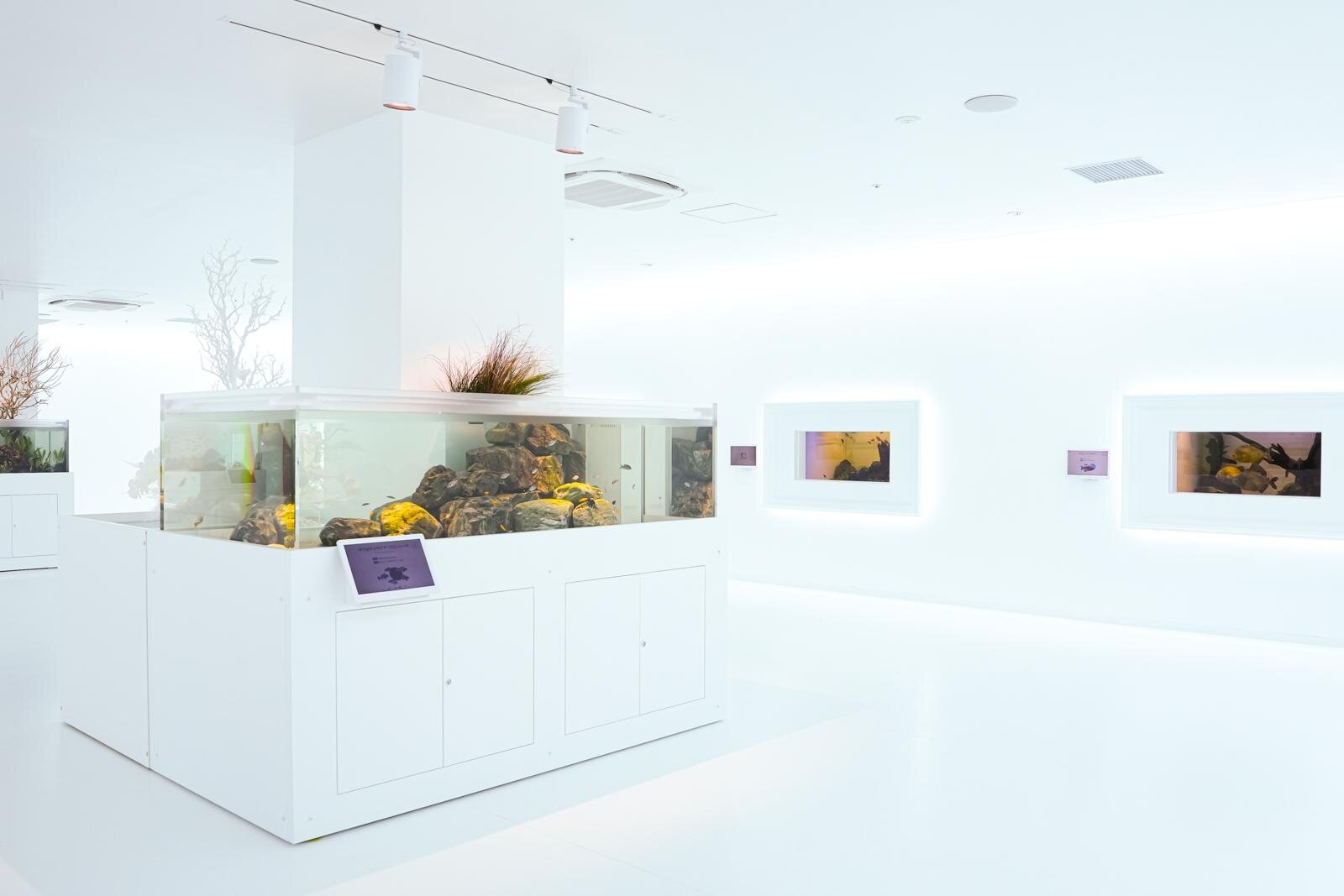 「広島もとまち水族館」空間演出による没入型アクアリウム、神秘のクラゲ水槽やチンアナゴスイーツ｜写真32