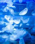 「広島もとまち水族館」空間演出による没入型アクアリウム、神秘のクラゲ水槽やチンアナゴスイーツ｜写真23