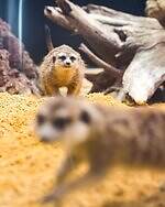 「広島もとまち水族館」空間演出による没入型アクアリウム、神秘のクラゲ水槽やチンアナゴスイーツ｜写真15