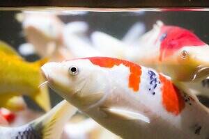 「広島もとまち水族館」空間演出による没入型アクアリウム、神秘のクラゲ水槽やチンアナゴスイーツ｜写真5